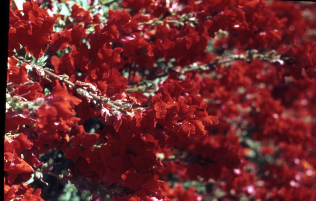 Busch mit roten Blüten